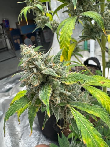 white runtz auto flower — flower, day 83