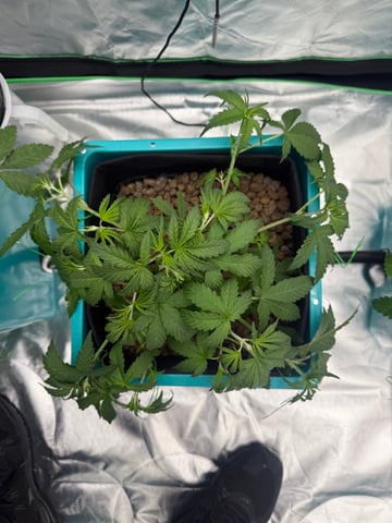  Hydro  1st run — vegetative, day 14