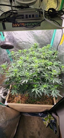 10G's — flower, day 63