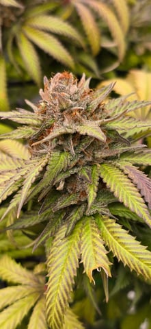 Attack Of The Clones — flower, day 86