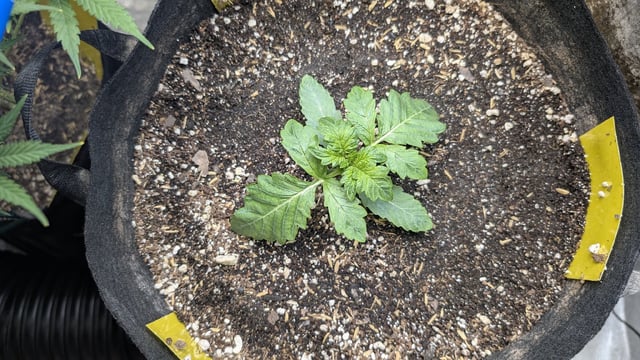 Perpetual Autoflower Mixed Grow #3 — flower, day 68