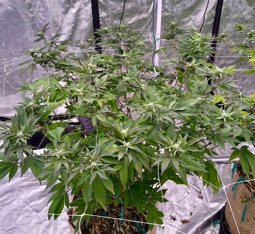 grow 4 — flower, day 71