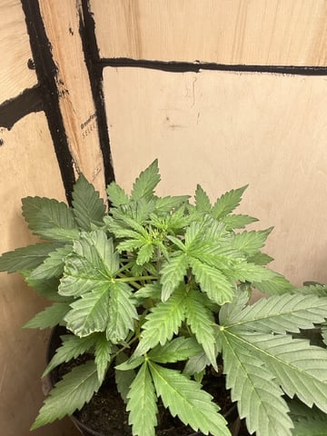 easy bud auto & nothern lights auto — vegetative, day 25
