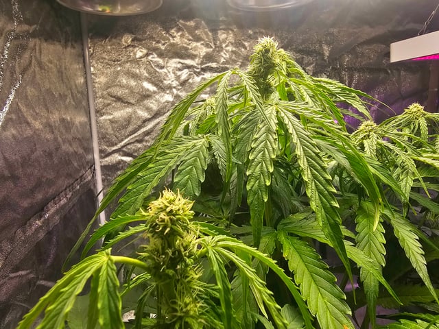 Cheshablue  — flower, day 20