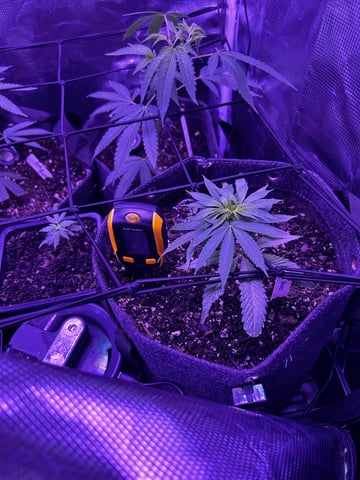 clones — vegetative, day 20