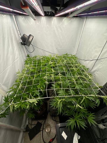 Permanent Marker, Gary Payton — flower, day 6