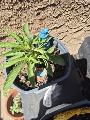 skunk Burger  — germination, day 17