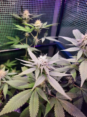 missing pieces — flower, day 88