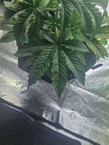 2nd Autoflower Indoor Grow — vegetative, day 25