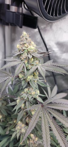 First clones (Dr nefario)  — flower, day 77