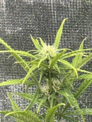 Indoor — flower, day 43