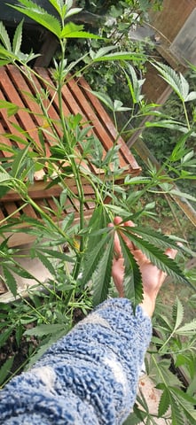 1st grow (green house)(natural) — vegetative, day 36