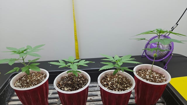 1st Time Coco Grow — seedling_rooting, day 1