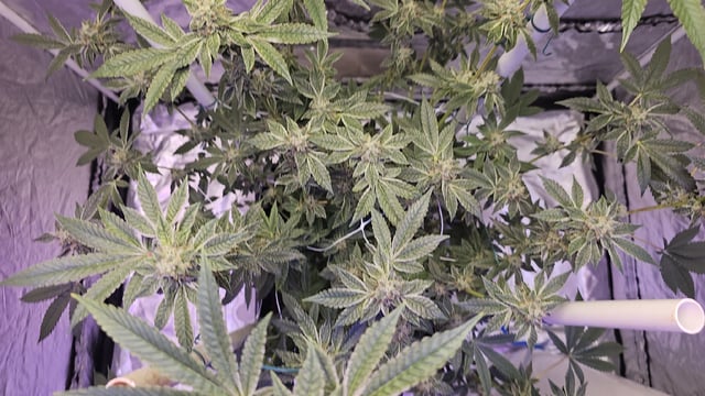 first grow adventure  — flower, day 98