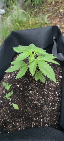 Mystery Weed Plant — vegetative, day 44