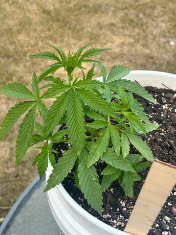 First ever grow — vegetative, day 43