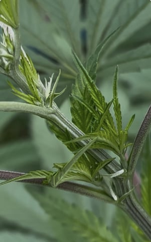 2026 Outdoor — vegetative, day 76