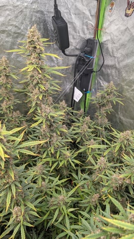 Strawberry Cheesecake Seedsman Seeds Autoflowers x2 — flower, day 87