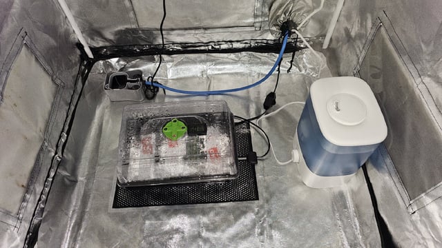 Amnesia Haze Run — flower, day 55