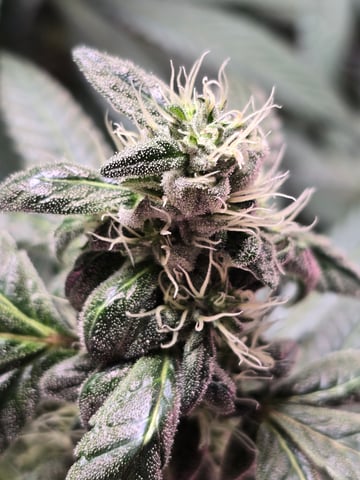 NUMERO UNO — flower, day 21