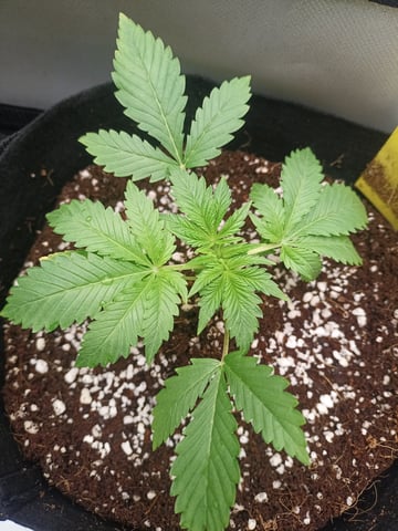 Last girls got kicked. — seedling_rooting, day 17