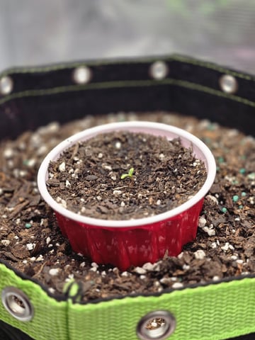 blue dream auto — flower, day 73