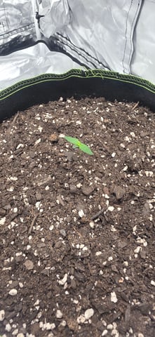 Beginner - My first grow has been an incredible experience so far! — seedling_rooting, day 9