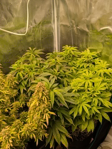 first grow — flower, day 86