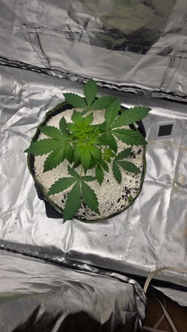 Beginner - My first grow has been an incredible experience so far! — vegetative, day 28