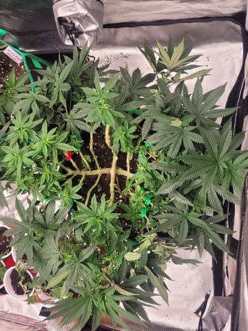 herbies free seed — vegetative, day 70