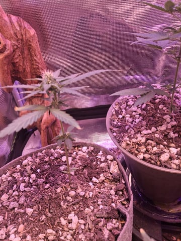 First Lagit Grow — vegetative, day 18