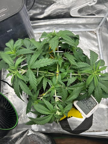 2nd Run — vegetative, day 48