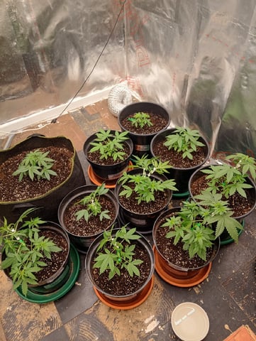 4 Different Kinds Of Autos  — vegetative, day 31