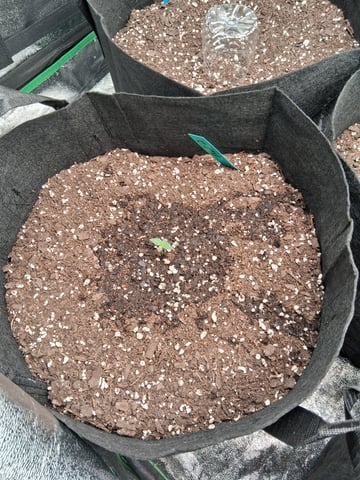 Lemon Cherry Cookies, Purple Haze and Strawberry Gorilla Grows — germination, day 32