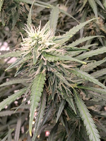 Seedman mix auto & seedman mix auto & GodFather OG — flower, day 84