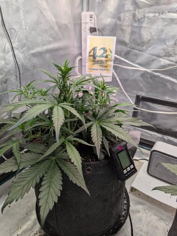 Fastbudz Payaya Cookies — vegetative, day 31