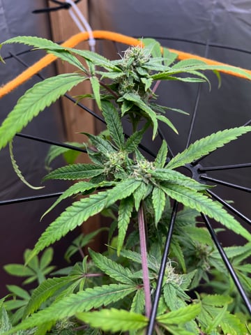 My Devine Conscious  — flower, day 147