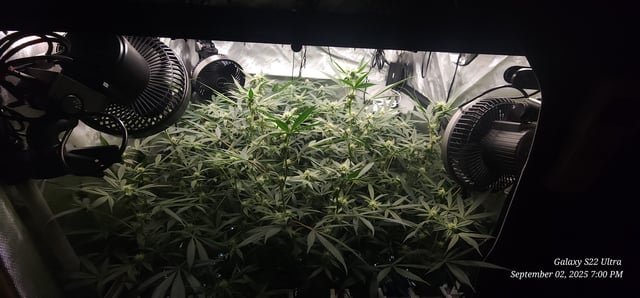 Found my Females... Game On! — flower, day 154