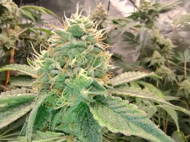 Photo Time📸🕞 — flower, day 99