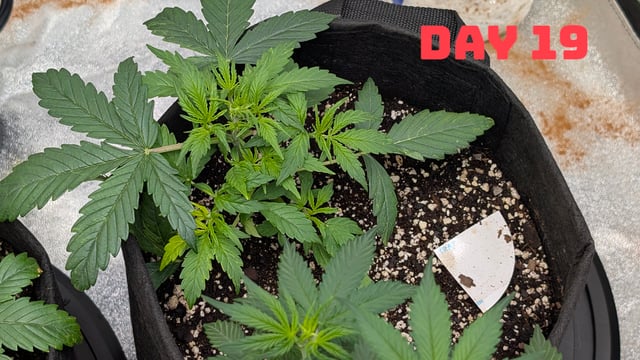 Strawberry Cheesecake Seedsman Seeds Autoflowers x2 — seedling_rooting, day 22