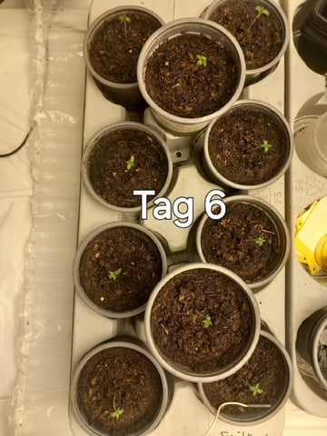 Critical Feminisiert Ganjafarmer  — germination, day 6