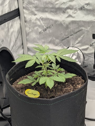 Grow #4 — vegetative, day 24