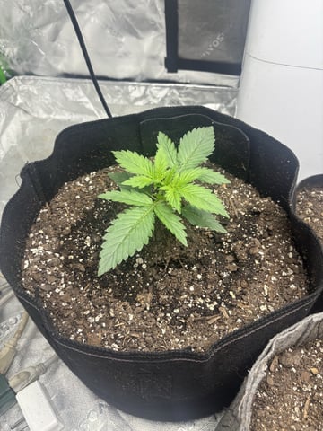 Hulk Berry Auto — seedling_rooting, day 2