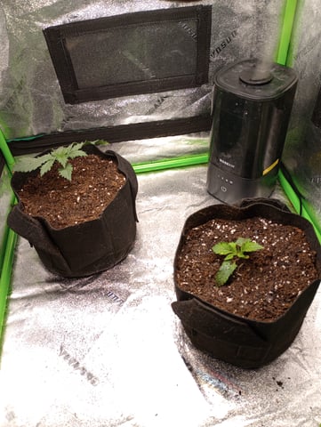 All Aboard!!! — vegetative, day 13