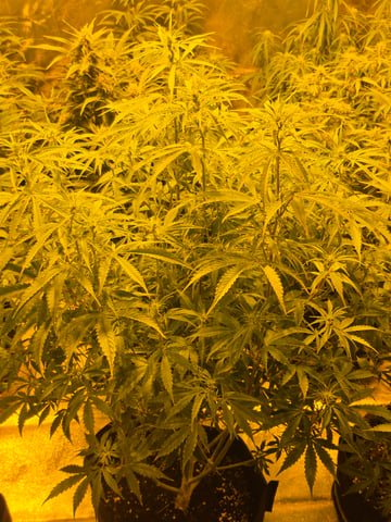 2nd Autoflower Indoor Grow — flower, day 57