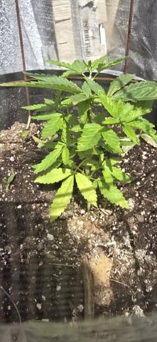 CzechsMex 2.0 — vegetative, day 69
