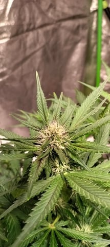 Banana Purple Punch Auto