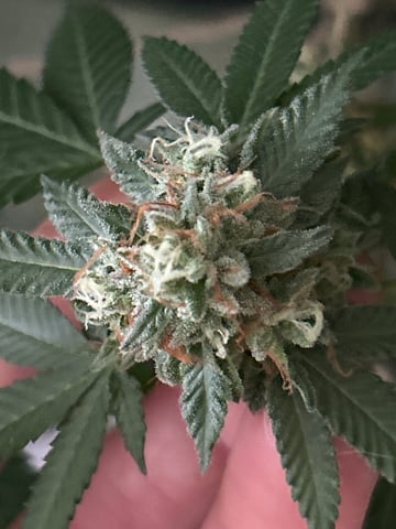 1st baby  — flower, day 67