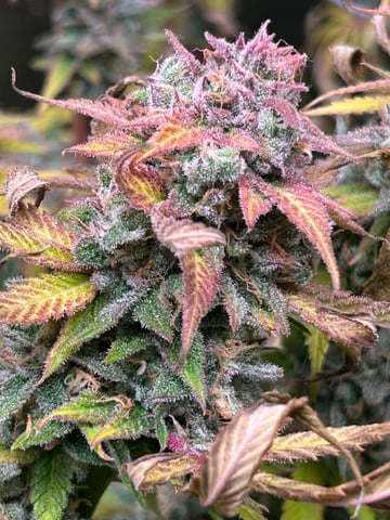 Blue Dream Feminized  — flower, day 155
