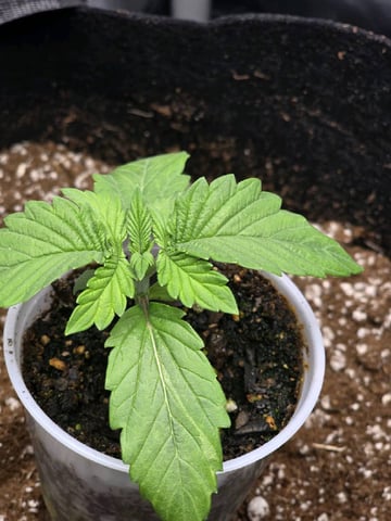 Coco Grow — seedling_rooting, day 11